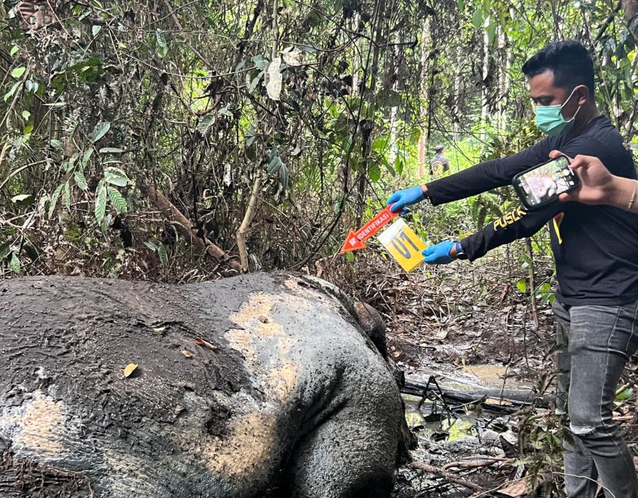 Ada Gajah Tewas di Areal hutan Konsesi PT RAPP