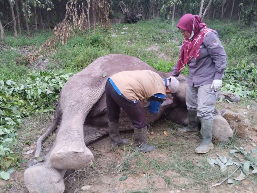 BBKSDA Riau Selidiki Penyebab Tewasnya Seekor Gajah di Konsesi HPHTI Pelalawan