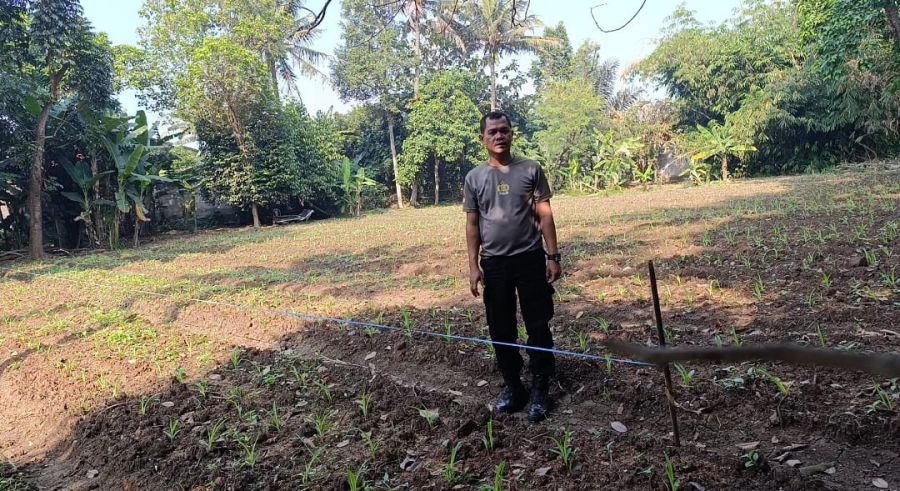 Bhabinkamtibmas Desa Pasir Jaya Pantau Lahan Jagung Dukung Program Ketahanan Pangan
