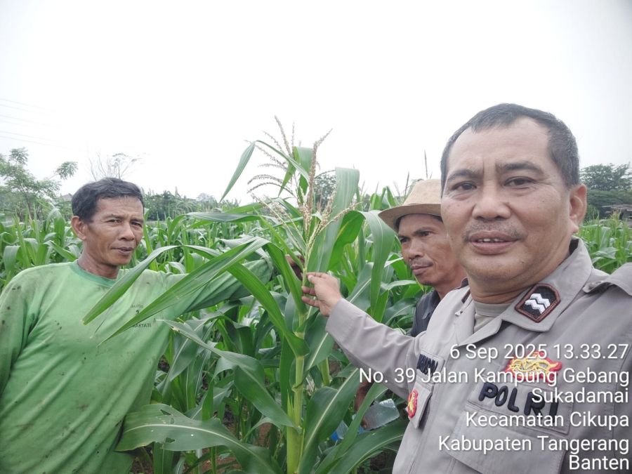Bhabinkamtibmas Polsek Cikupa Cek Lahan Jagung Hibrida Dukung Program Ketahanan Pangan