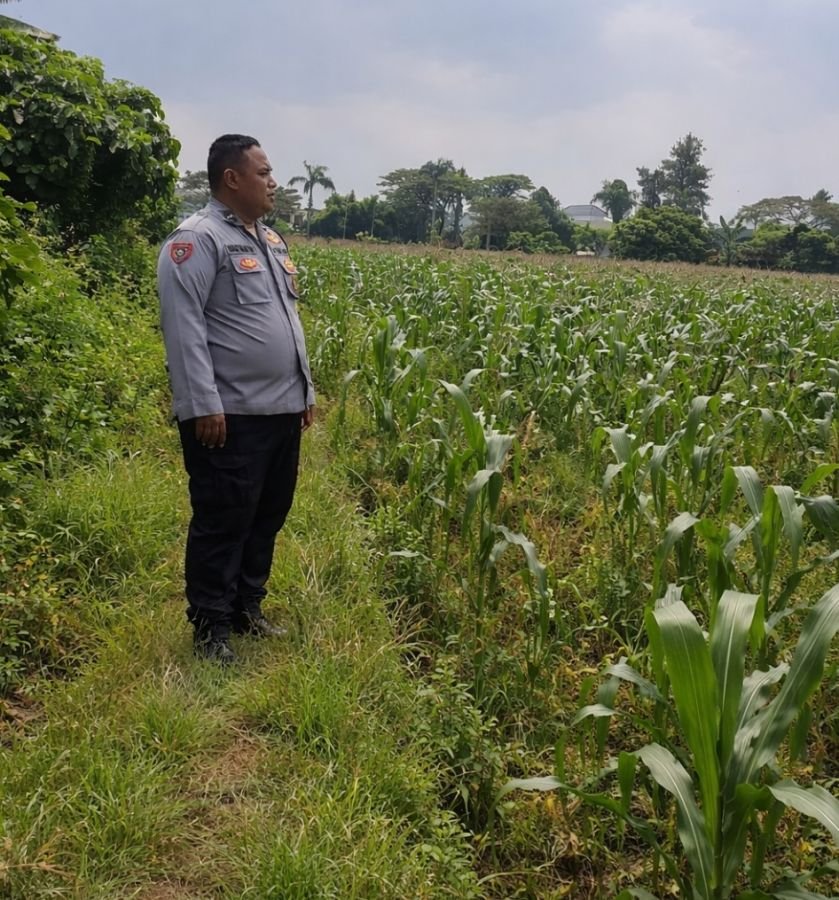 Bhabinkamtibmas Polsek Cikupa Monitoring Lahan Jagung, Dukung Program Ketahanan Pangan