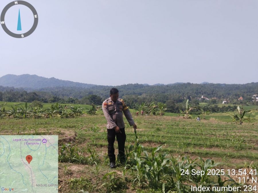 Bhabinkamtibmas Polsek Mancak Sambang dan Monitoring Jagung Hibrida Usia 28 Hari