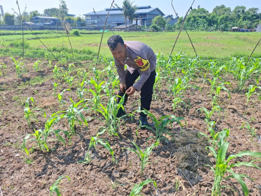 Bhabinkamtibmas Polsek Puloampel Pantau Lahan Jagung Poktan Sinar Jaya
