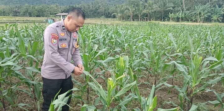 Bhabinkamtibmas Polsek Purwakarta Cek Tanaman Jagung Warga Binaan, Pastikan Pertumbuhan Bagus