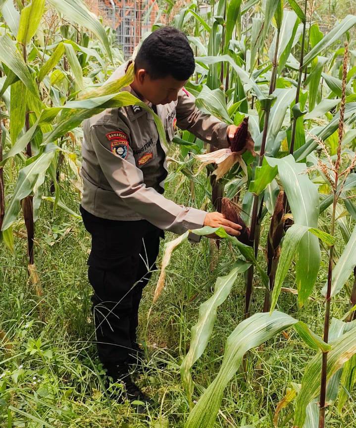 Bhabinkamtibmas Polsek Purwakarta Cek Tanaman Jagung Bersama Kelompok Tani