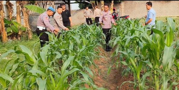 Bhabinkamtibmas Polsek Purwakarta Dampingi Petani Pantau Pertumbuhan Jagung