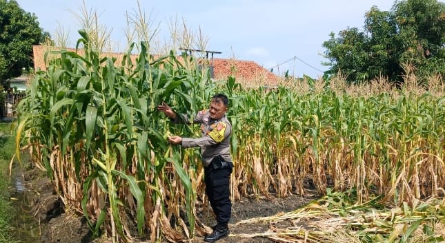 Bhabinkamtibmas Terjun Langsung ke Kebun Petani Jagung, Wujud Dukungan Polri terhadap Ketahanan Pang