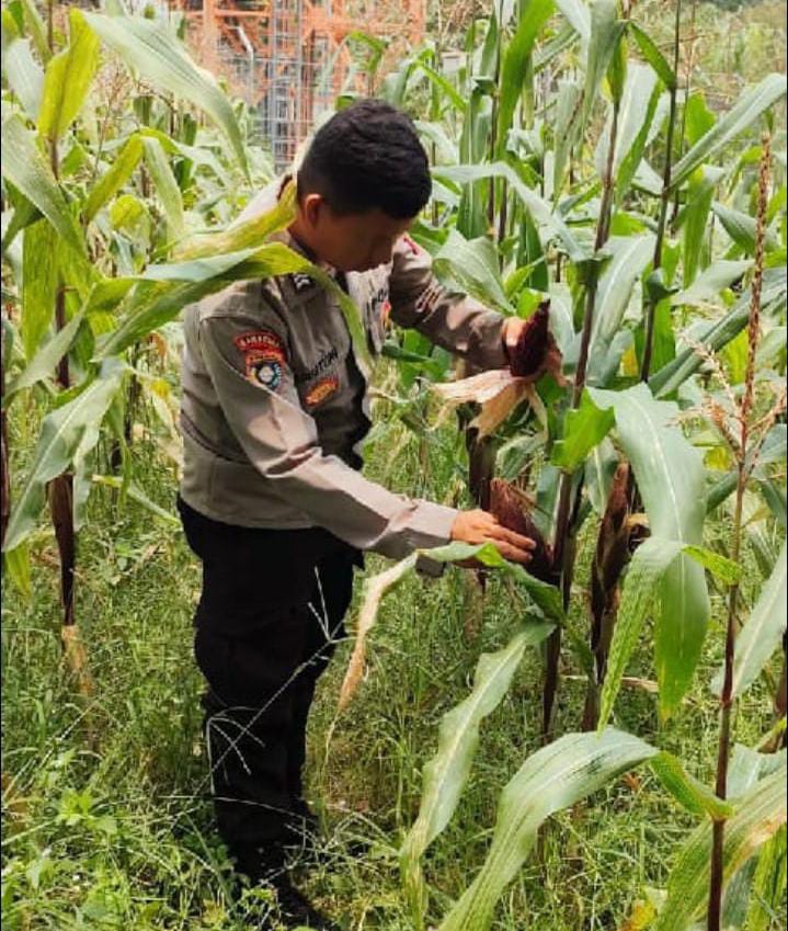 Bripka Agustoni, Bhabinkamtibmas Polsek Purwakarta Bantu Petani Panen Jagung di Kotabumi
