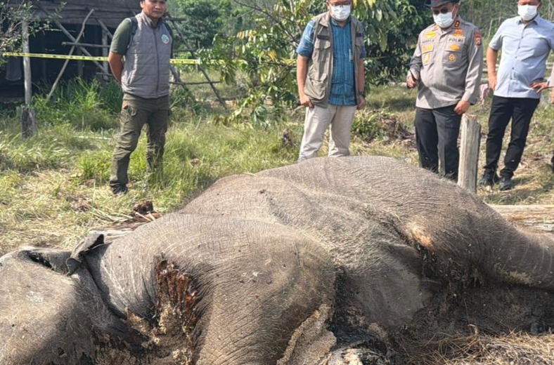 Ditreskrimsus Polda Riau Jadikan Pemilik Lahan sebagai Tersangka, Kasus Anak Gajah Mati di TNTN