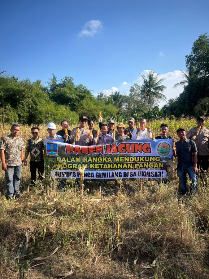 Geruduk Lahan Petani, Kapolsek Bojonegara Panen Jagung Bersama Kelompok Tani