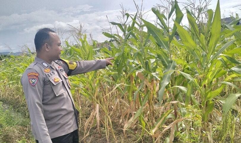 Implementasi Program Asta Cita, Personel Bhabinkamtibmas Polsek Cibeber Monitoring Perkebunan Jagung