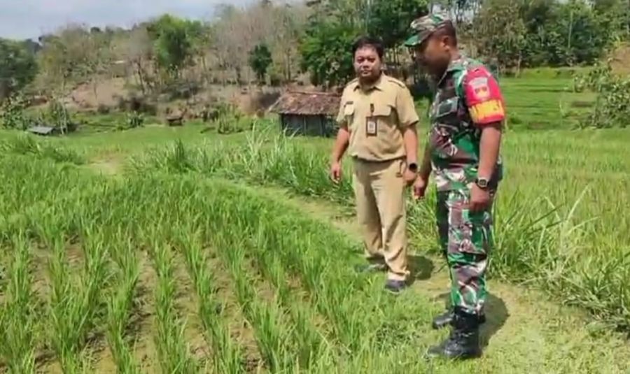 Ini Tujuan Babinsa Bersama PPL Melakukan Pendataan Dan Perkembangan Ketahanan Pangan