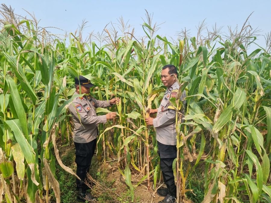 Kanit Binmas Polsek Cikupa Monitoring Tanaman Jagung Hibrida Program Ketahanan Pangan di Panongan