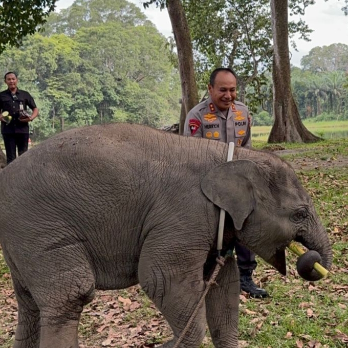 Kapolda Riau Kunjungi Keluarga Gajah di TWA Buluh Cina