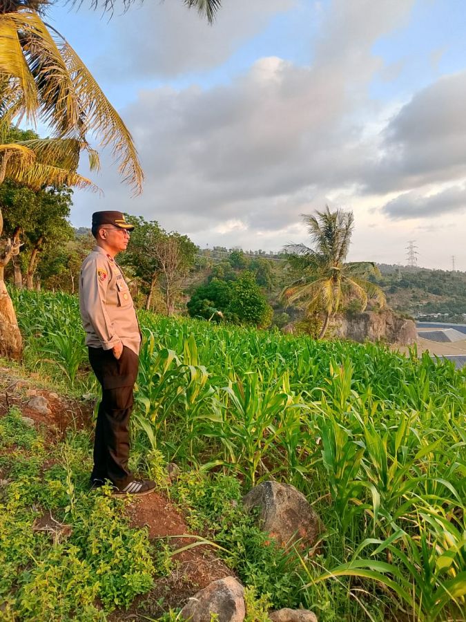 Kapolsek Pulomerak Tinjau Pertumbuhan Jagung Bersama Kelompok Tani Lebakgede