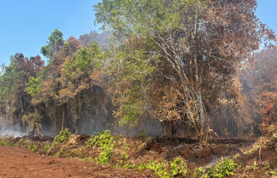Karyawan BUMD di Bengkalis Jadi Tersangka Perambahan Hutan