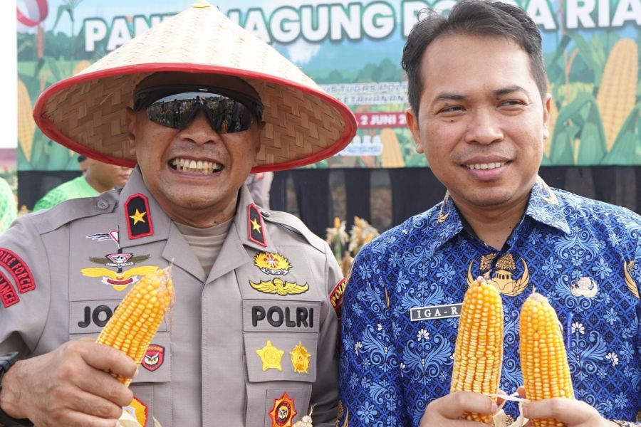 Komit Dukung Swasembada Pangan, Polda Riau Panen Mandiri Jagung Tahap II