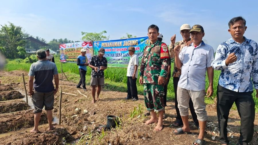 Koramil Mauk Dampingi Program Jagung Hibrida BUMDes Rancalabuh