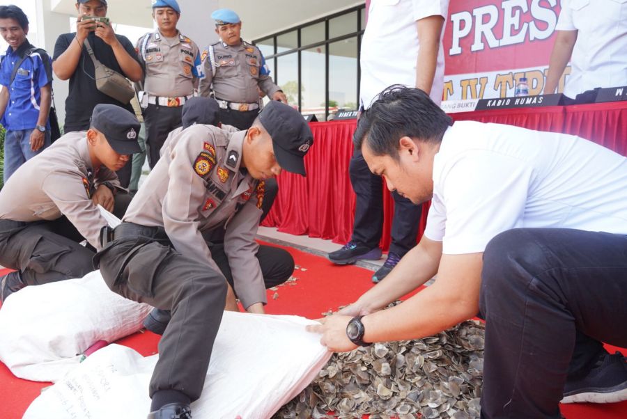 Polda Riau Sita 41 Kg Sisik Trenggiling, Ternyata Harganya di Pekanbaru Lebih Mahal