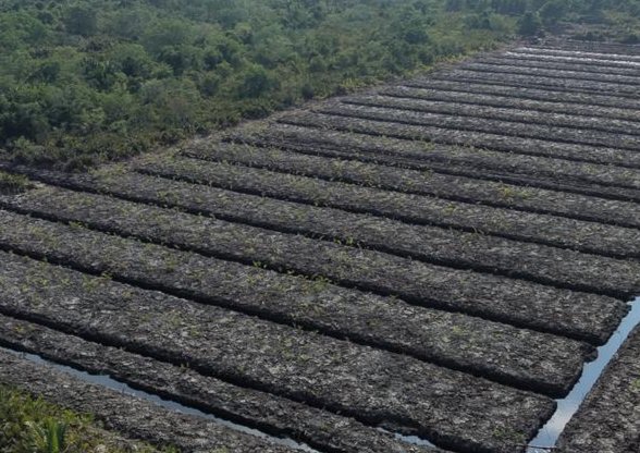 Polda Riau Usut Dugaan Perambahan Hutan Mangrove di Rokan Hilir