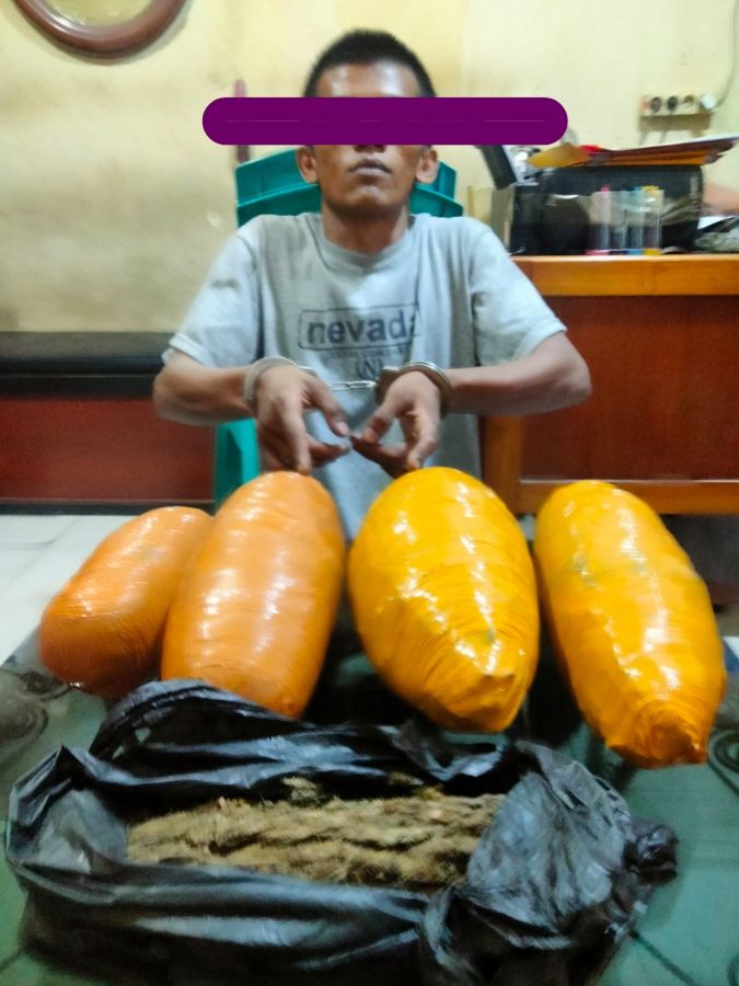 Polsek Bukit Raya Tangkap Seorang Pengedar Ganja 3,5 Kg