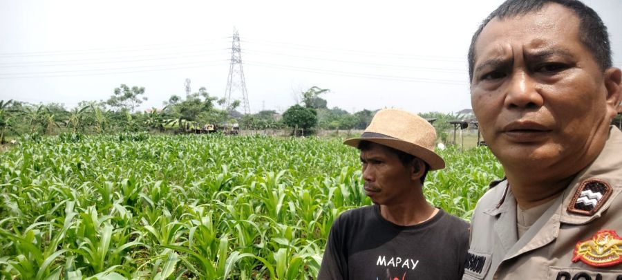 Polsek Cikupa Cek Lahan Jagung Hibrida, Dukung Program Ketahanan Pangan