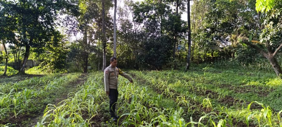 Polsek Cikupa Dukung Program Ketahanan Pangan Lewat Penanaman Jagung di Desa Pasir Jaya