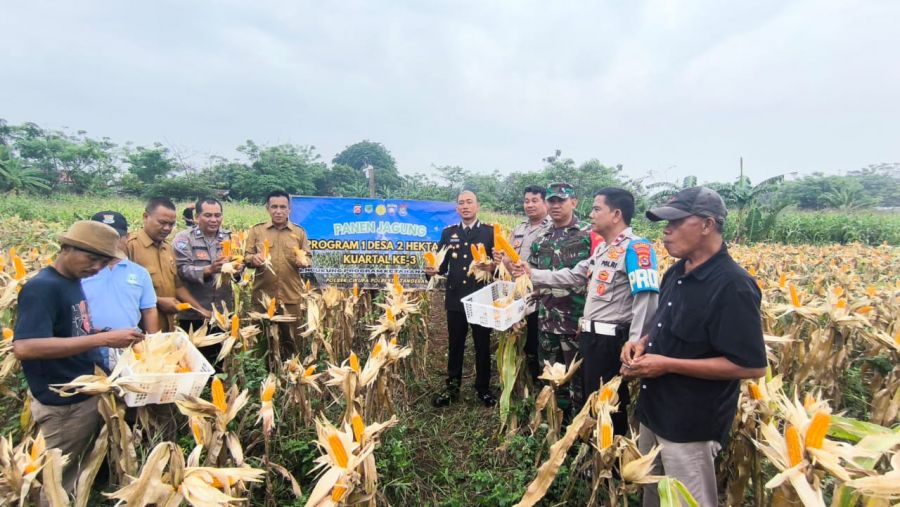 Polsek Cikupa Panen Jagung Hibrida Kuartal III, Dukung Program Ketahanan Pangan Nasional