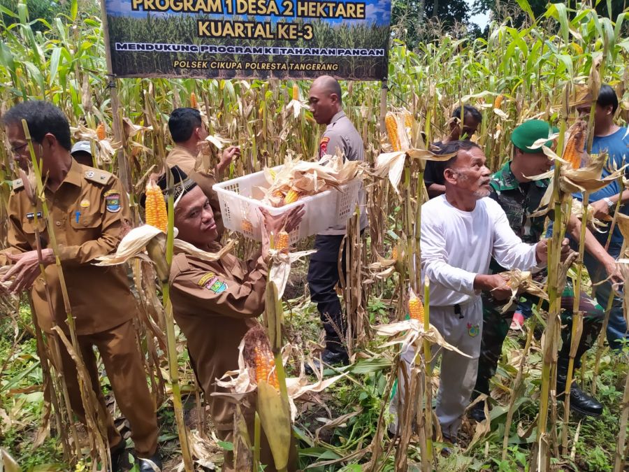 Polsek Cikupa Panen Jagung Hibrida Kuartal III Dukung Program Ketahanan Pangan