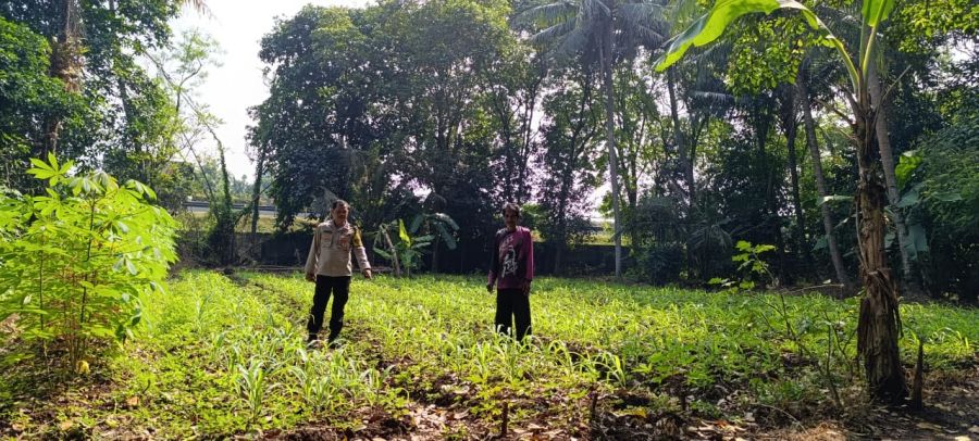 Polsek Cikupa Tinjau Lahan Jagung Hibrida, Dukung Program Ketahanan Pangan Nasional