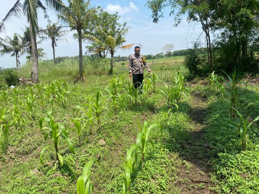Polsek Mauk Cek Perkembangan Jagung, Dukung Ketahanan Pangan Nasional