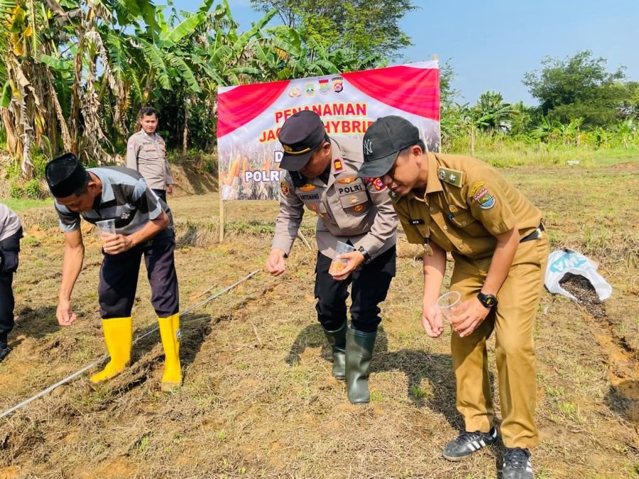 Polsek Panongan Bersama Pemdes Ciakar Tanam Jagung Hybrida Dukung Program Ketahanan Pangan Nasional