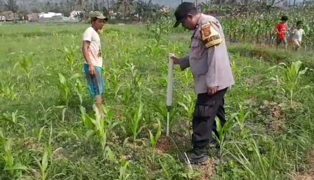 Polsek Purwakarta Dampingi Warga Pantau Pertumbuhan Tanaman Jagung Program Ketahanan Pangan