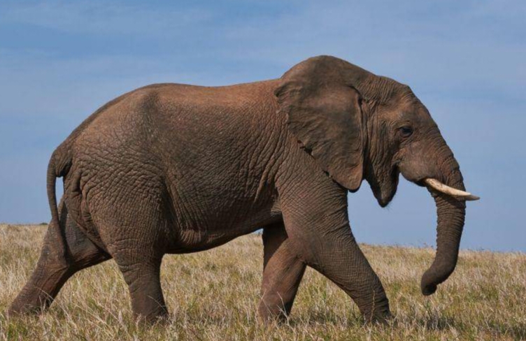 Tragedi Gajah Sumatera di Riau, Diracun Ditembak Demi Gadingnya