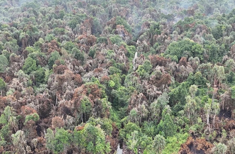 Walhi Ungkap Indikasi Karhutla di 47 Lahan Konsesi Perusahaan Riau