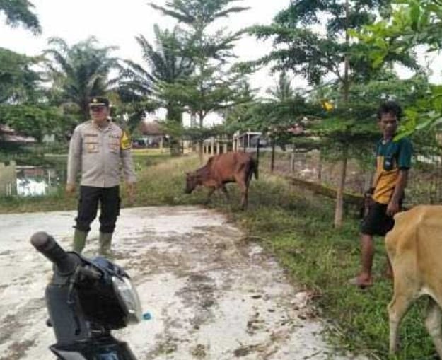 Yang Dilakukan Kapolsek Tanah Abang Terhadap Para Peternak Sapi Dalam Situasi Luapan Air Lematang